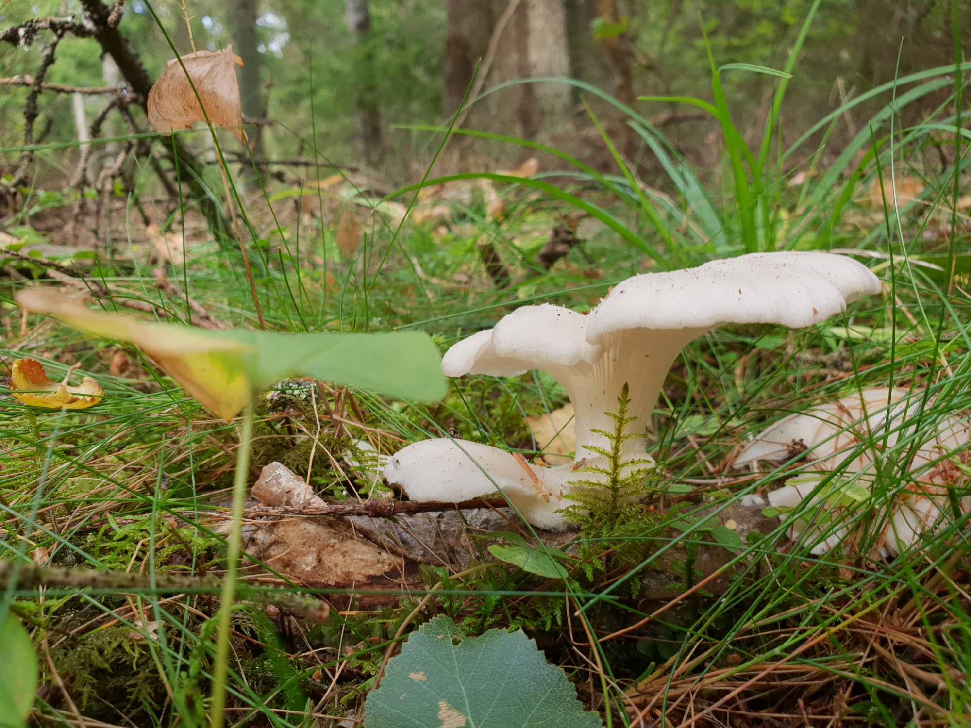 Admiralimaja galerii