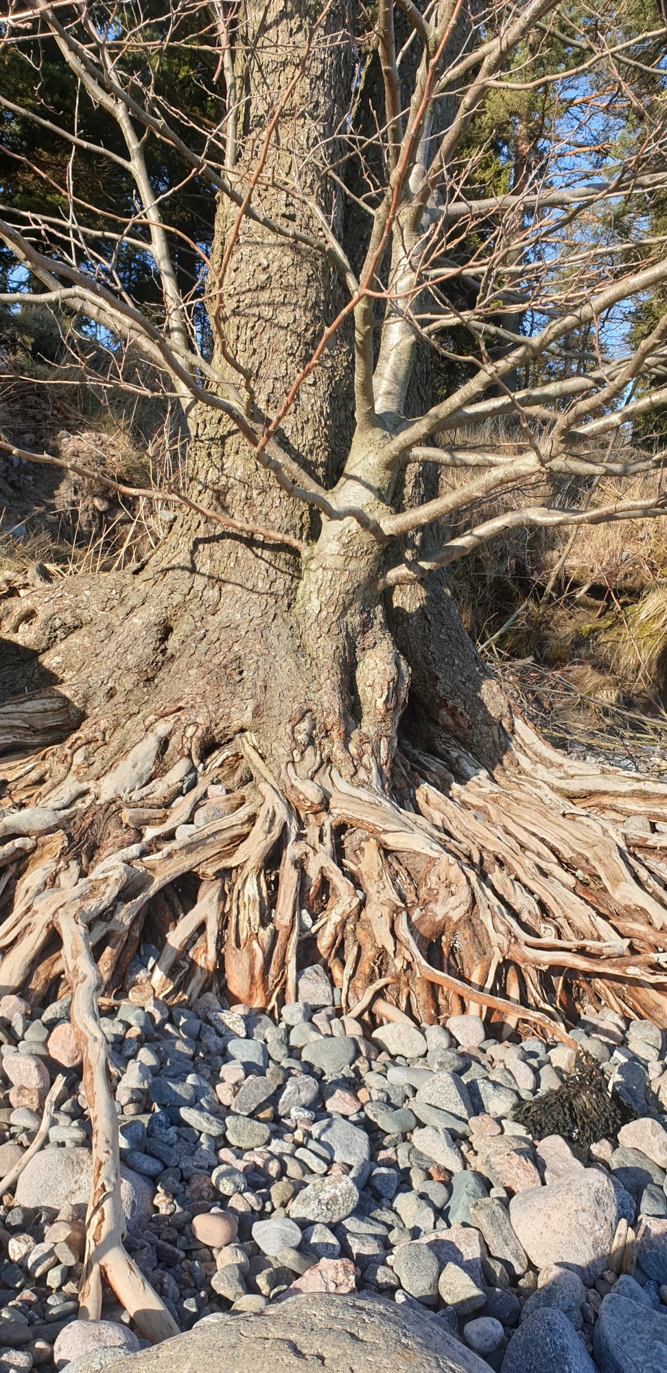 Admiralimaja galerii