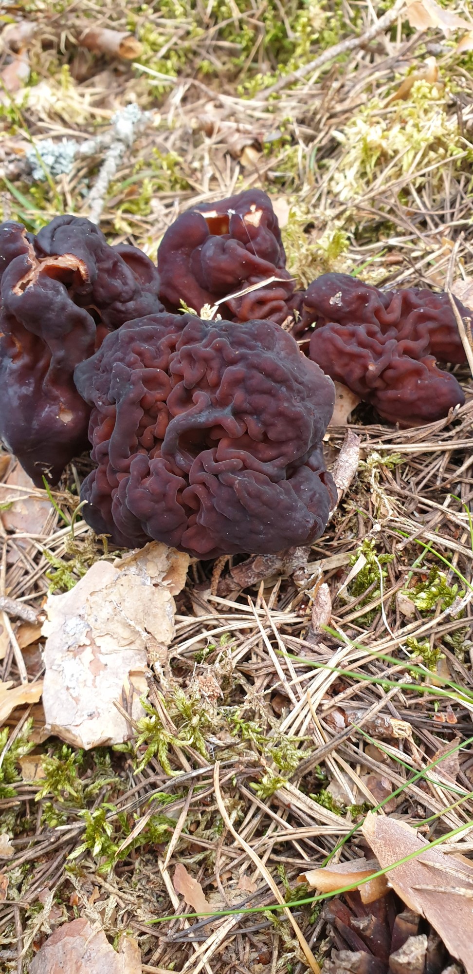 Admiralimaja galerii