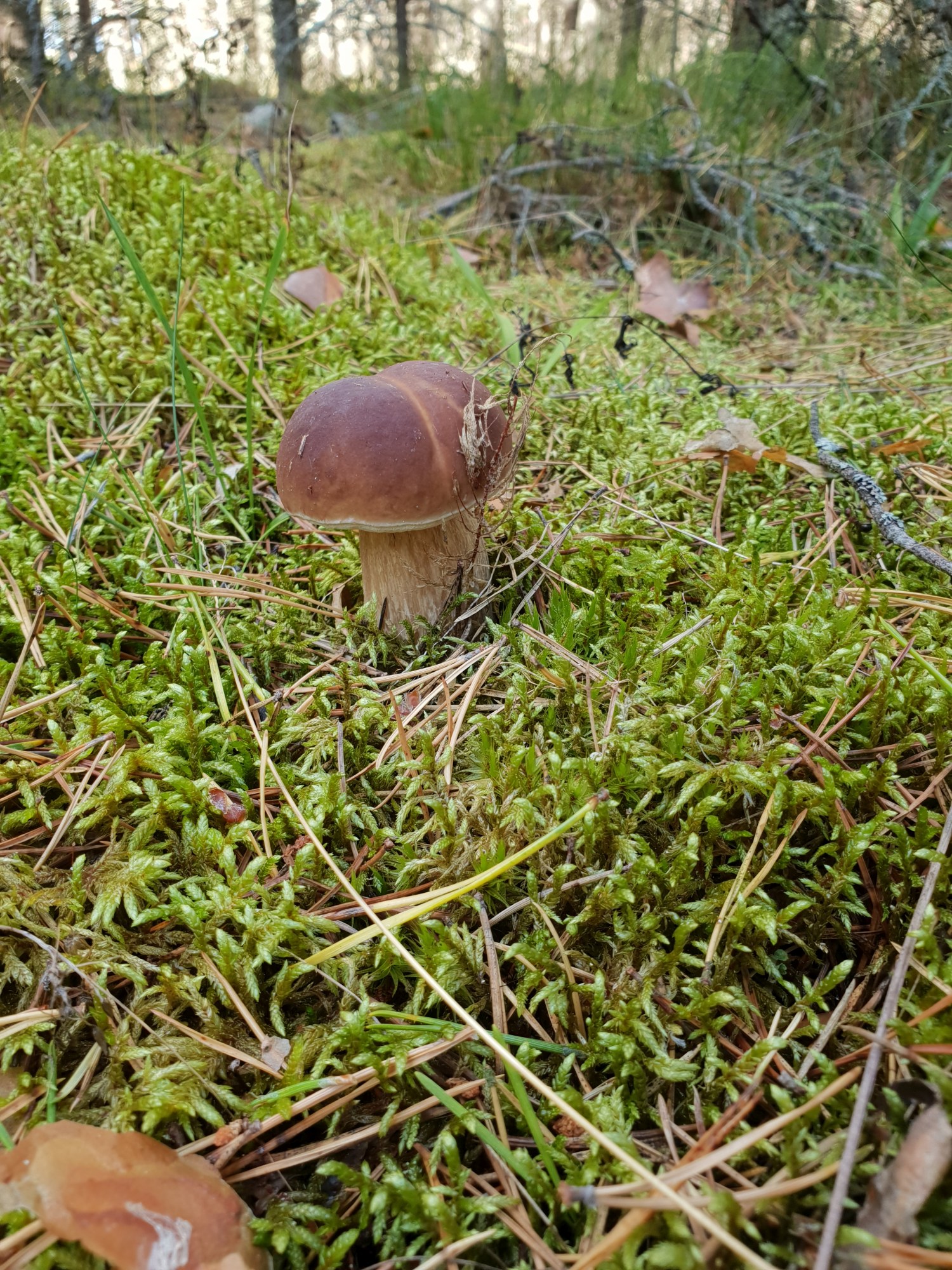 Admiralimaja galerii