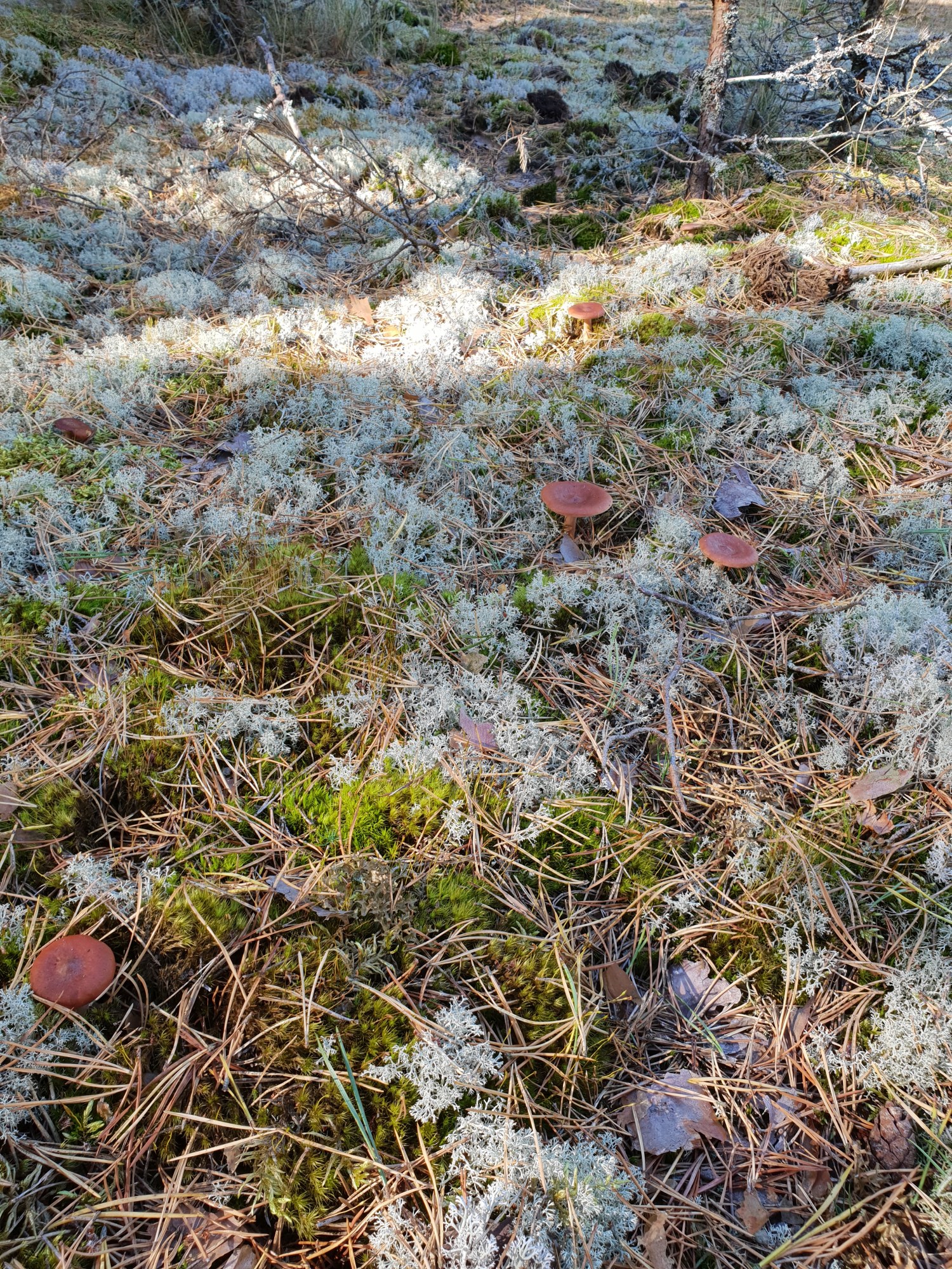 Admiralimaja galerii